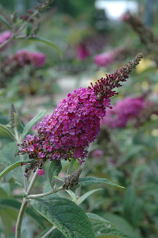 Butterfly Bush, Miss Ruby 2g