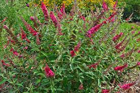 Butterfly Bush, Prince Charming 2g