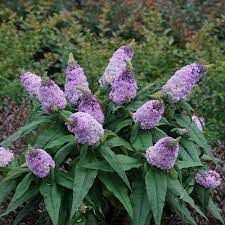 Butterfly Bush, Pugster Amethyst 2g