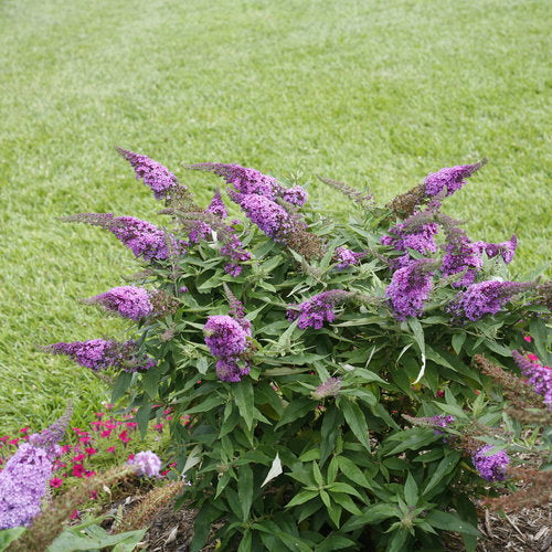 Butterfly Bush, Pugster Periwinkle 2g