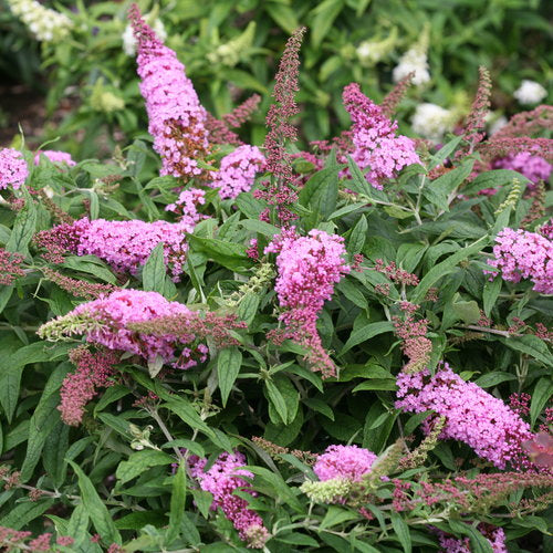 Butterfly Bush, Pugster Pink 2g