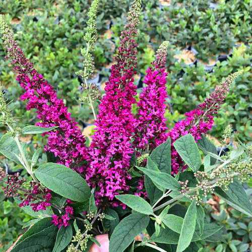 Butterfly Bush, Ruby Chip 2g