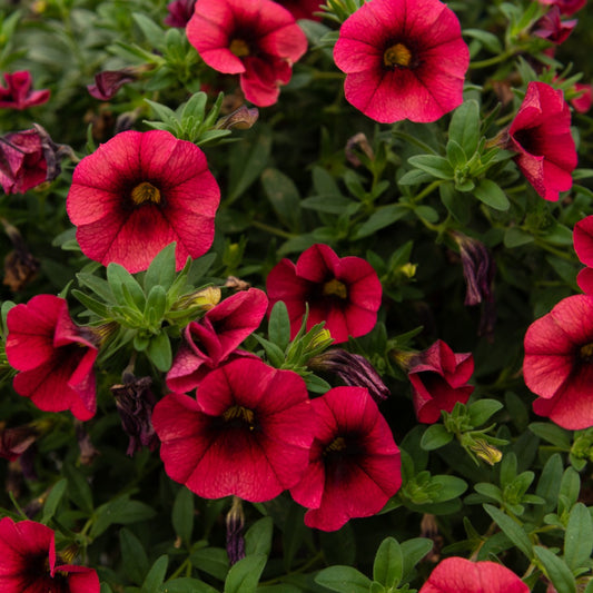 Calibrachoa, Bloomtastic Chili Pepper