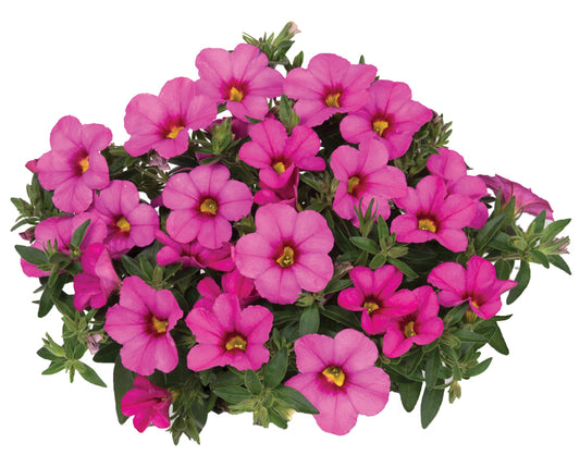 Calibrachoa, Bloomtastic Tiki Pink