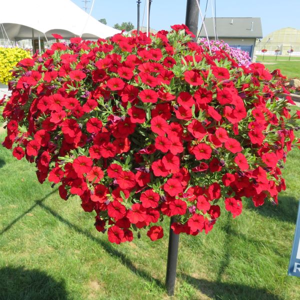 Calibrachoa, Cabaret Bright Red