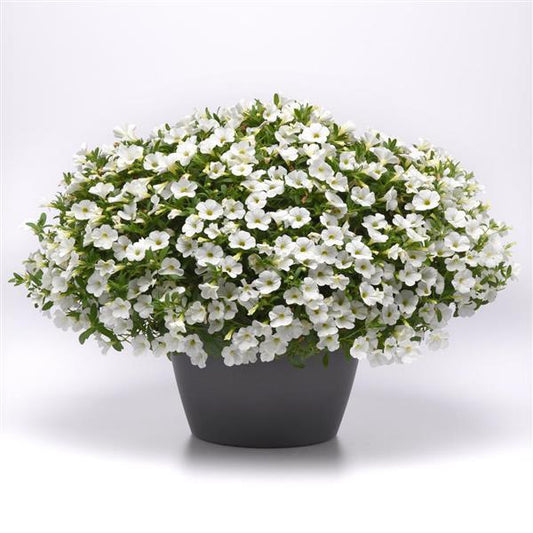 Calibrachoa, Cabaret Bright White