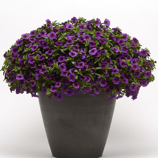 Calibrachoa, Cabaret Deep Blue