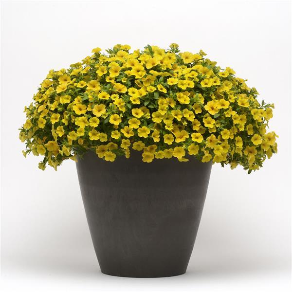 Calibrachoa, Cabaret Deep Yellow