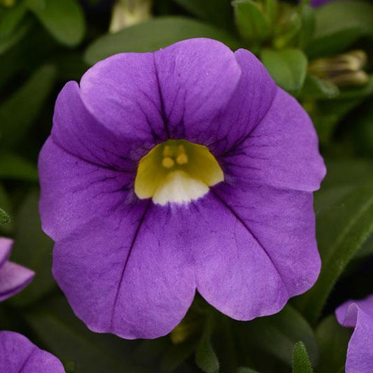 Calibrachoa, Cabaret Lavender