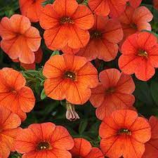 Calibrachoa, Cabaret Orange