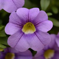 Calibrachoa, Cabaret Sky Blue