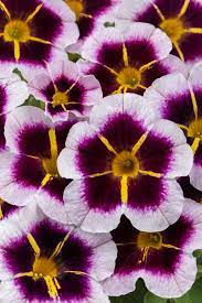 Calibrachoa, Calitastic Bordeaux Star