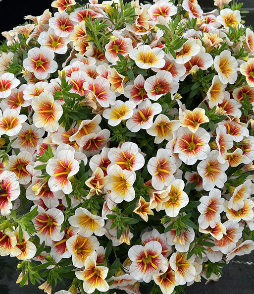 Calibrachoa, Cappaccino