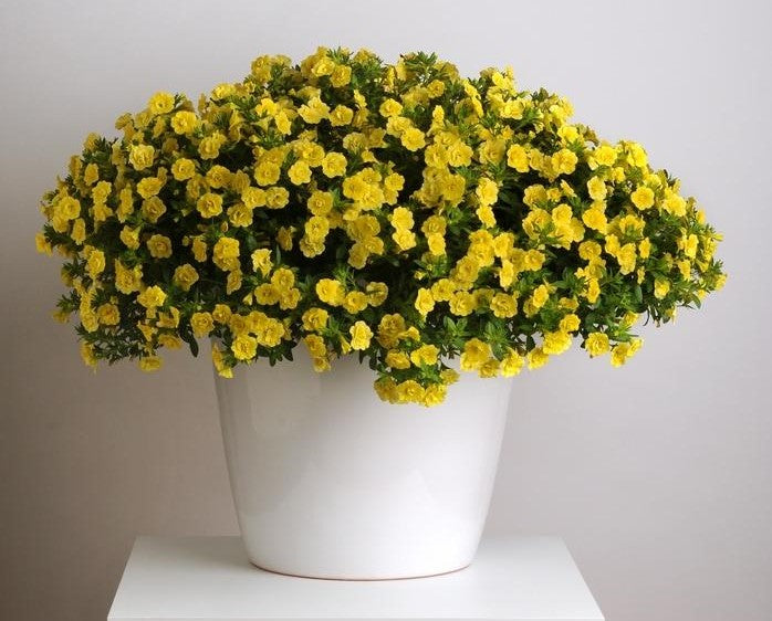 10" Hanging Basket, Minifamous Neo Double Lemon