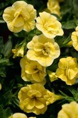 Calibrachoa, MiniFamous Neo Double Lemon