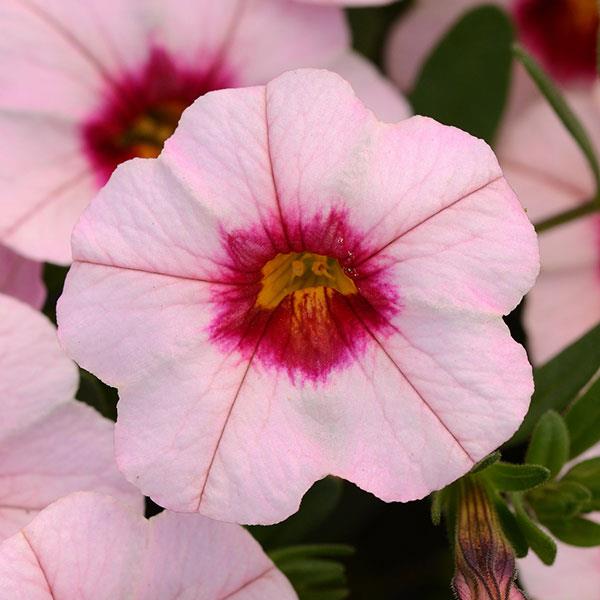 Calibrachoa, MiniFamous Neo Salmon Pink Eye