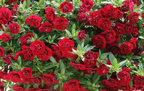 Calibrachoa, Superbells Double Ruby