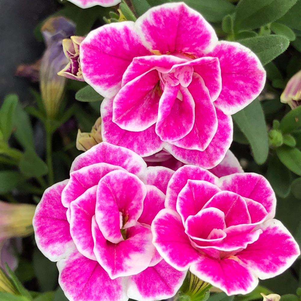 Calibrachoa, Superbells Doublette Love Swept