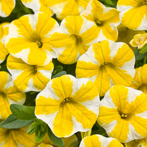 Calibrachoa, Superbells Lemon Slice