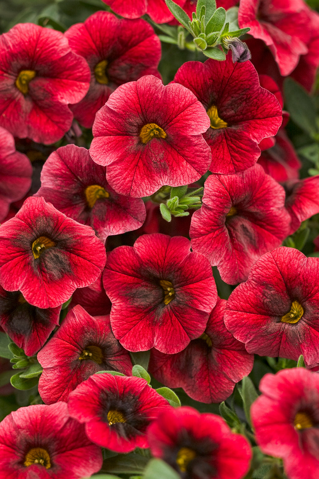 Calibrachoa, Superbells Pomegranate Punch