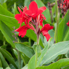 Canna, Red Shade