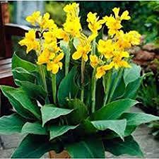 Canna, Yellow