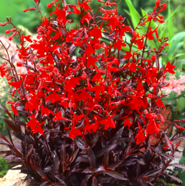 Cardinal Flower, Queen Victoria 1g