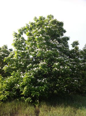 Catalpa, Northern 15g