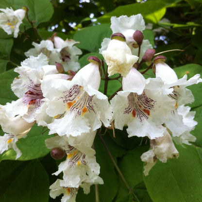 Catalpa, Northern 15g