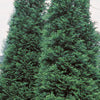 Cedar, Green Giant