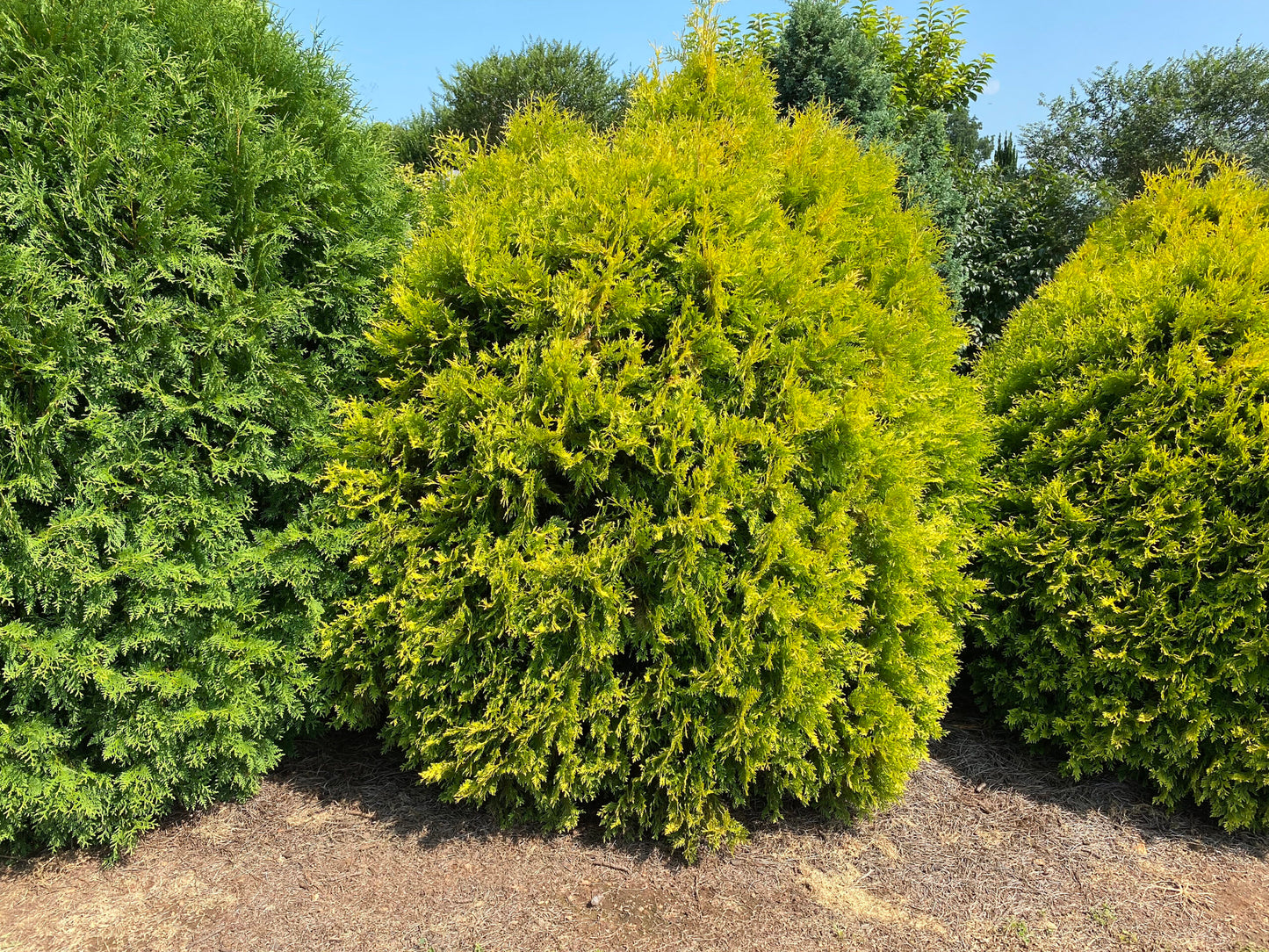 Cedar, Lemon Burst