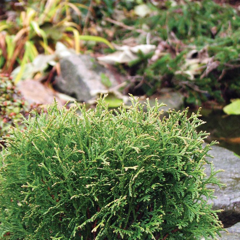 Cedar, Little Giant Dwarf Eastern