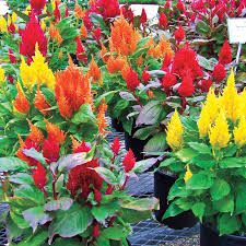 Celosia, Fresh Look Mix