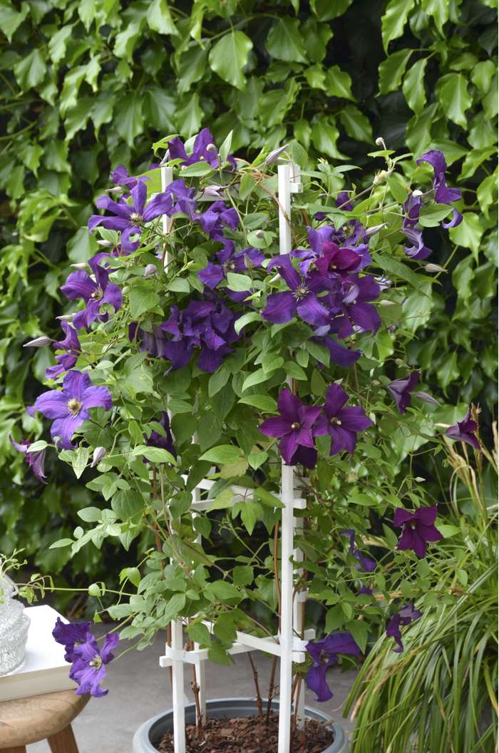 Clematis, Boulevard Ayako 2g