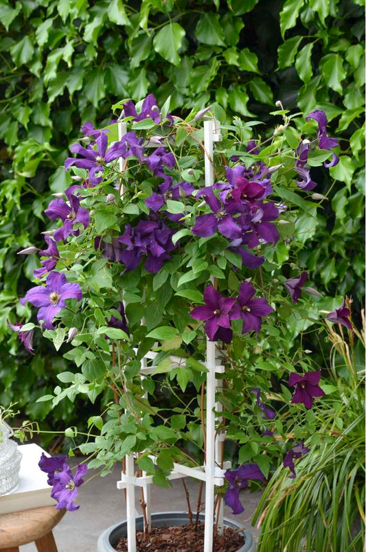 Clematis, Boulevard Ayako 2g