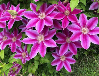 Clematis, Dr. Ruppel