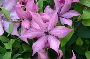 Clematis, Giselle 1g