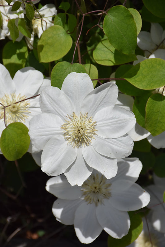 Clematis, Guernsey Cream 1 gallon