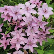 Clematis, Hagley Hybrid