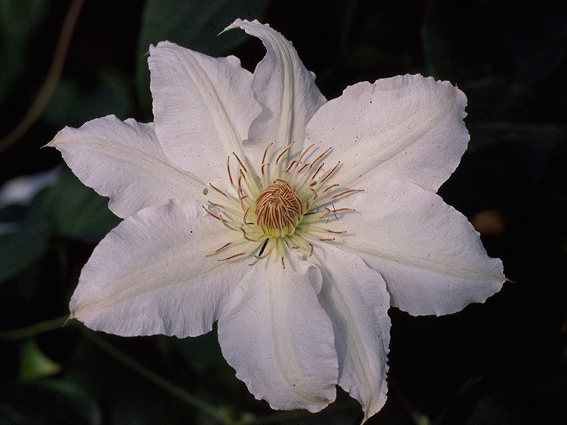 Clematis, Hyde Hall 1g