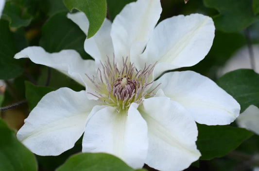 Clematis, Kitty 1g