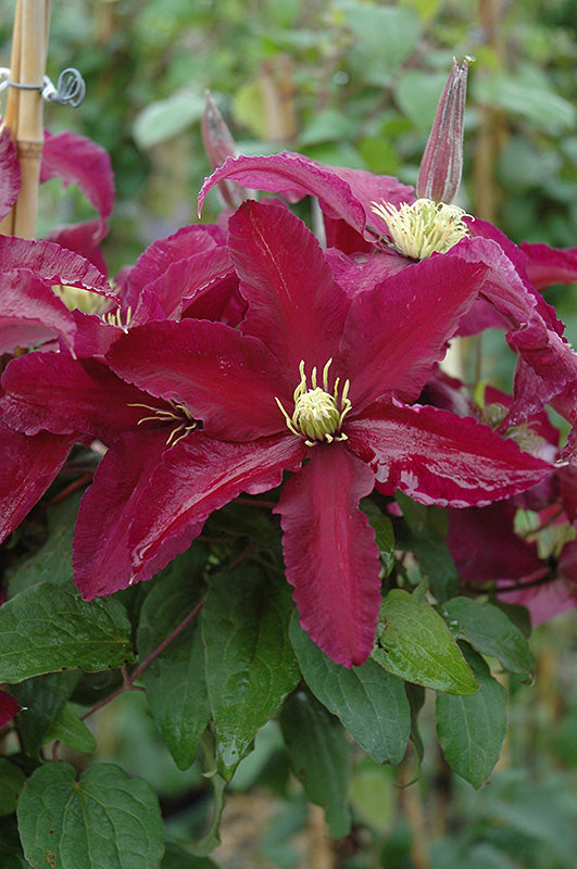 Clematis, Niobe 1g