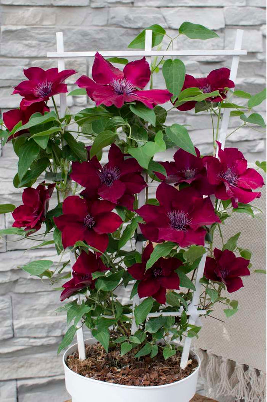 Clematis, Boulevard Nubia 1g