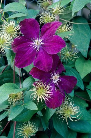 Clematis, Red Cardinal 1g