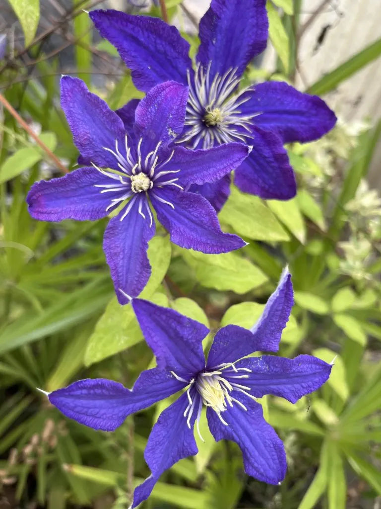 Clematis, Rhapsody