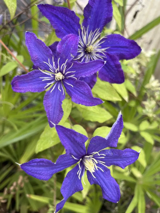 Clematis, Rhapsody