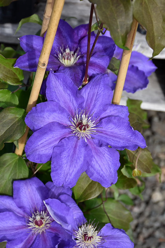 Clematis, Sacha 1g