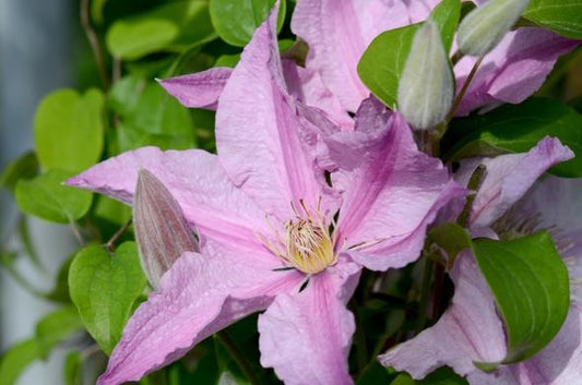 Clematis, Sally 1g