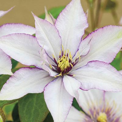 Clematis, Samaritan Jo 1g