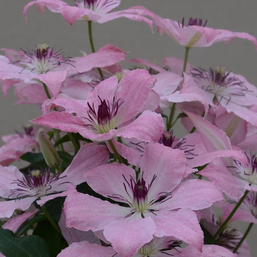 Clematis, Sarah Elizabeth 1g